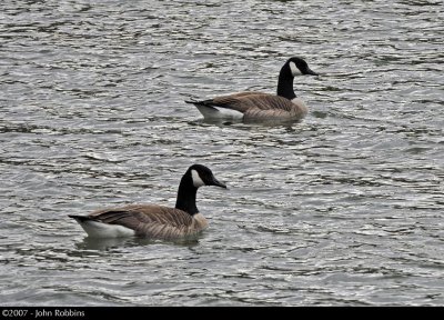 Double Geese