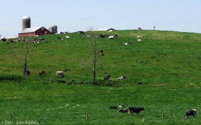 Cow Hillside