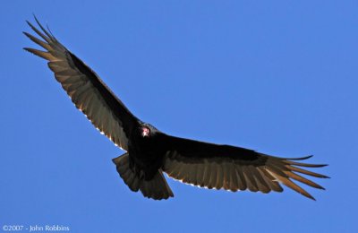 Turkey Vulture