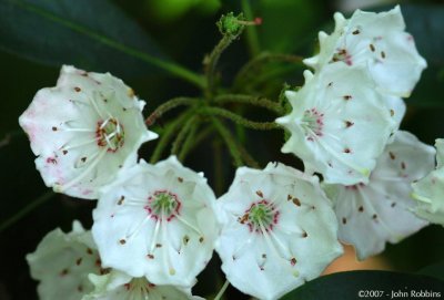 Mountain Laurel