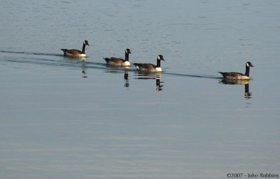 Geese Reflection