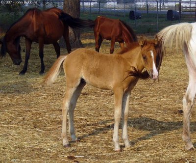 Chincoteague Pony Colt