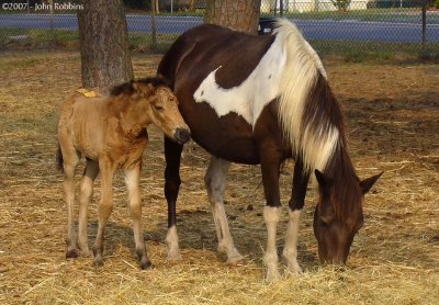 Chincoteague Pony Colt