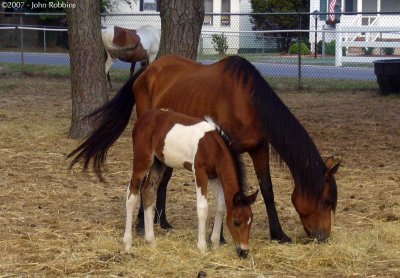 Chincoteague Pony Colt