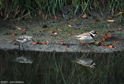 Semipalmated Sandpiper and Plover