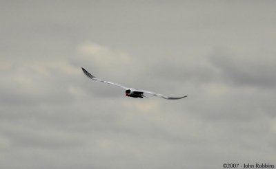 Caspian Tern Glide