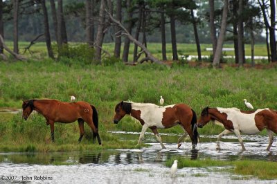 Chincoteague Ponies