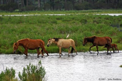 Chincoteague Ponies