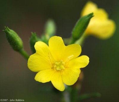 Evening Primrose