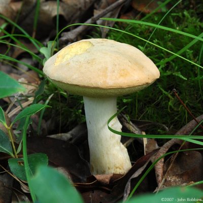 Violet Gray Bolete