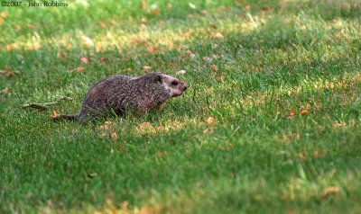 Eastern Gopher