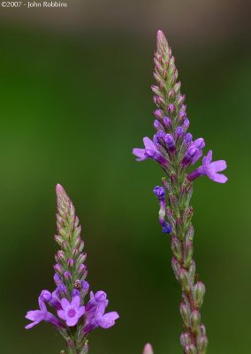 Blue Vervain