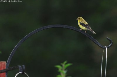 Goldfinch Single