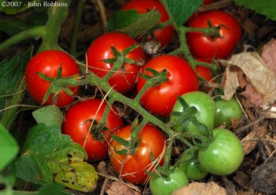 Tomatoes