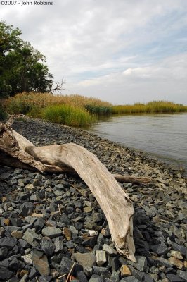 Driftwood