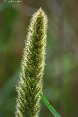 Swamp Grass