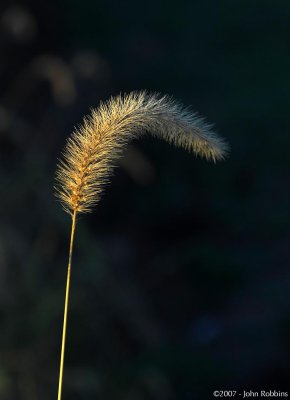 Sunset Grass