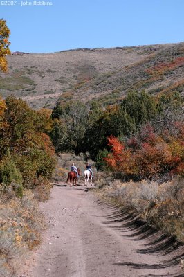 Yellow Canyon Horses