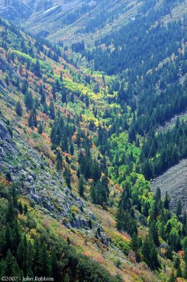 Back-Lit Fall Foliage