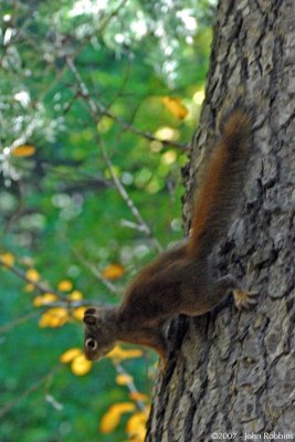 Wasatch Squirrel