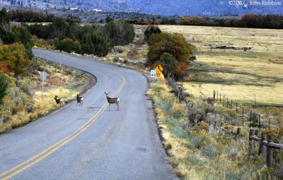 Doe & Fawns