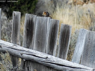 Chipmunk on a Fence