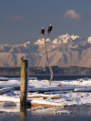 Snowbirds and Kingfisher