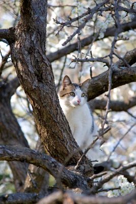 IMG_8150_cat-in-tree-edited.jpg
