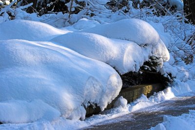 Shrub mounds