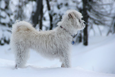 Dusty, a dog with a vision.