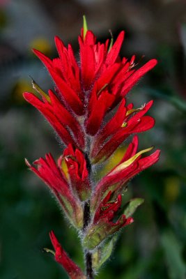 Indian Paintbrush