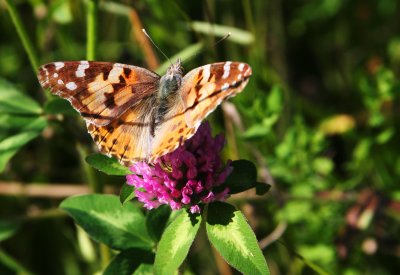 Butterfly on Clover