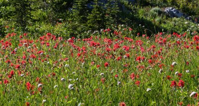 Field of Indian Paint Brushes