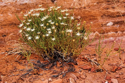 Wild flowers