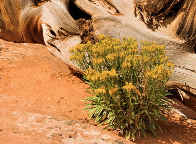 Wild flower with log