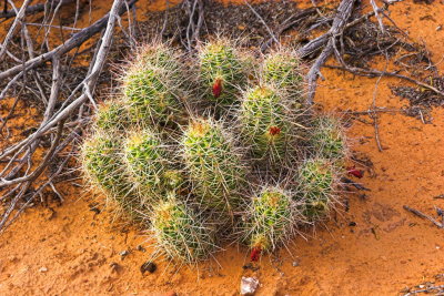 Cactus