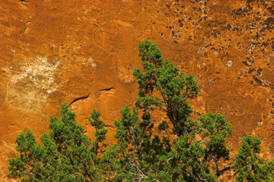 Shrub