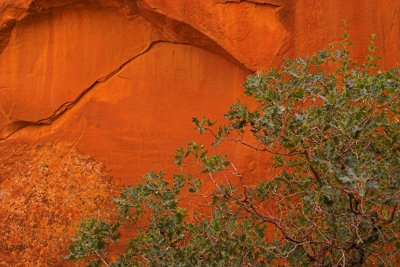 Sandstone details with bush