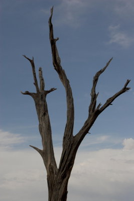 Old tree