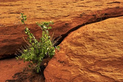 Bush in sandstone