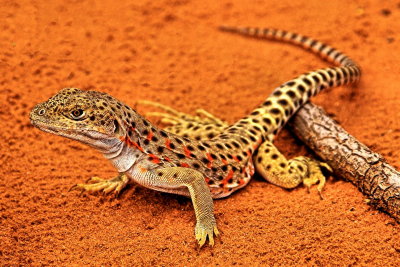Lizard