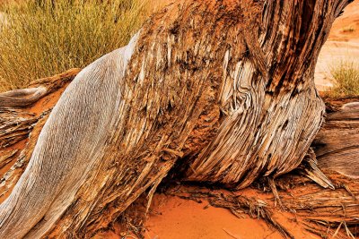 Stump