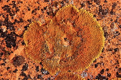 Fungus?