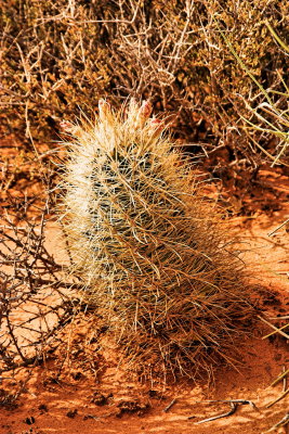 Barrel cactus