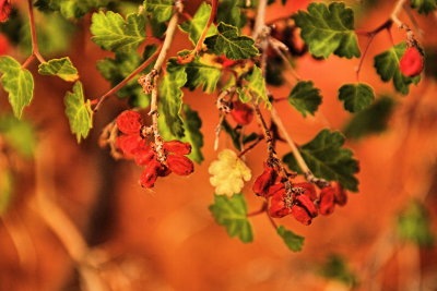Berries