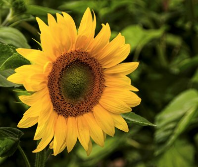 Sunflower