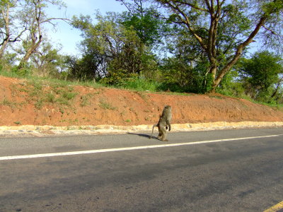 Baboons in the Road