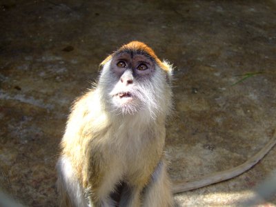 Monkeys at Lion Park