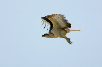 Osprey (Juv.)