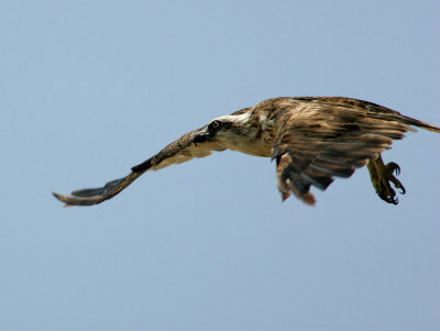 Osprey (Juv.)